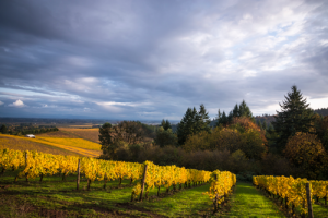 Best Oregon Pinot Noir
