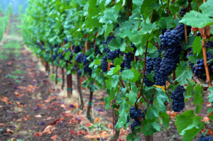 Understanding Oregon Pinot Noir