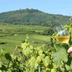 Beyer Family Wines of Alsace